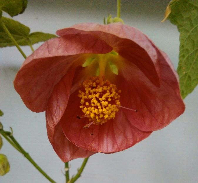  - colecția mea de abutiloni din seminte