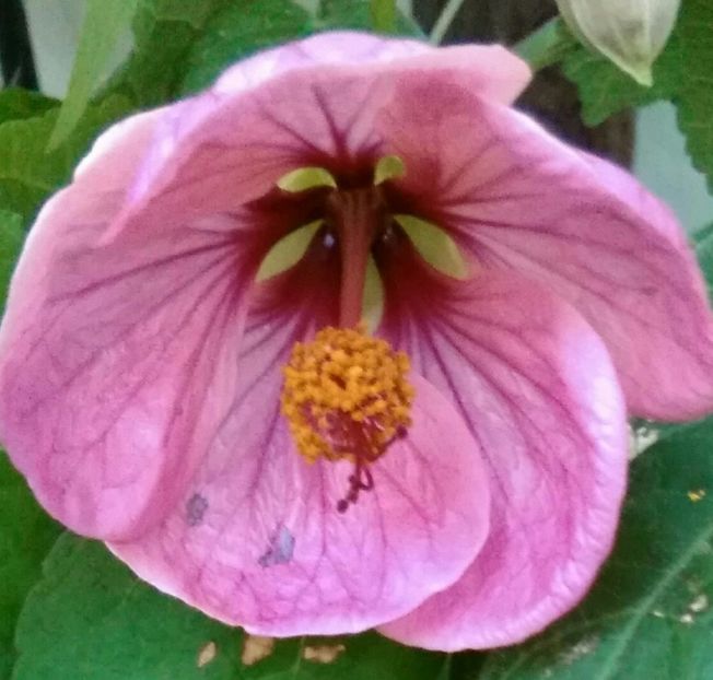  - colecția mea de abutiloni din seminte