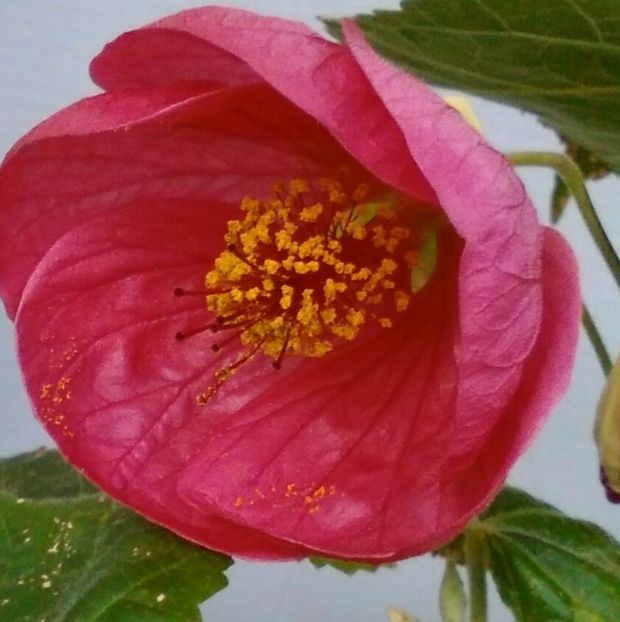  - colecția mea de abutiloni din seminte