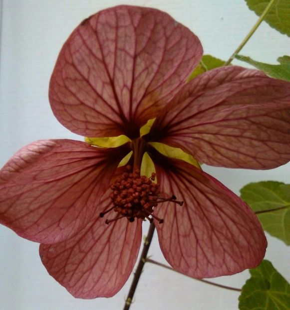  - colecția mea de abutiloni din seminte