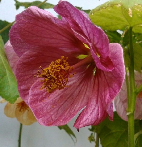  - colecția mea de abutiloni din seminte