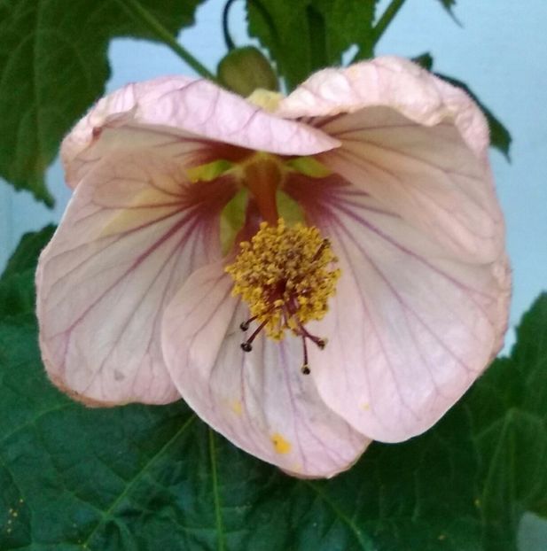  - colecția mea de abutiloni din seminte