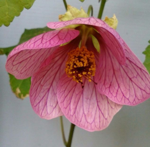  - colecția mea de abutiloni din seminte