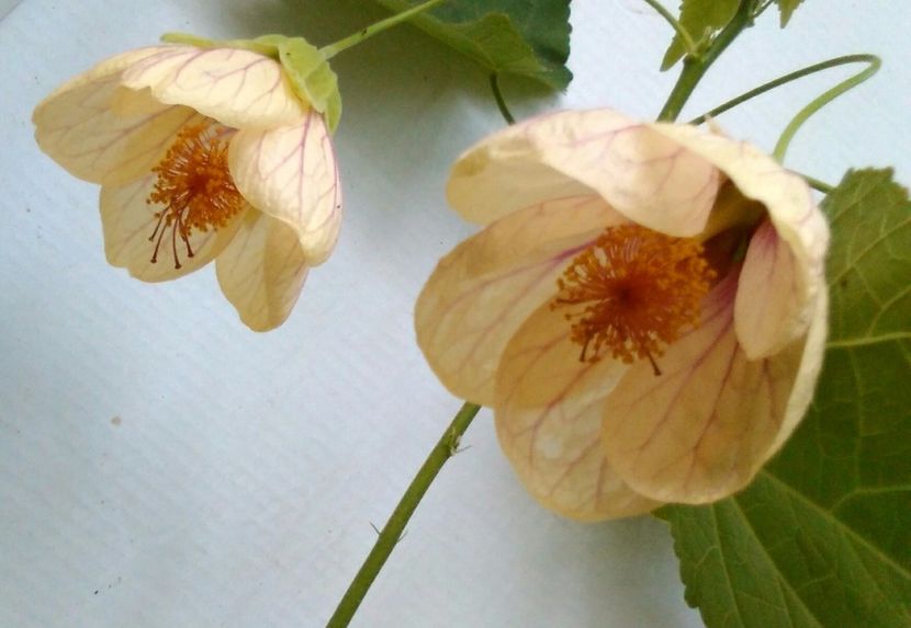  - colecția mea de abutiloni din seminte