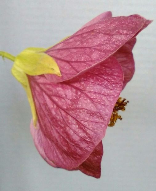  - colecția mea de abutiloni din seminte