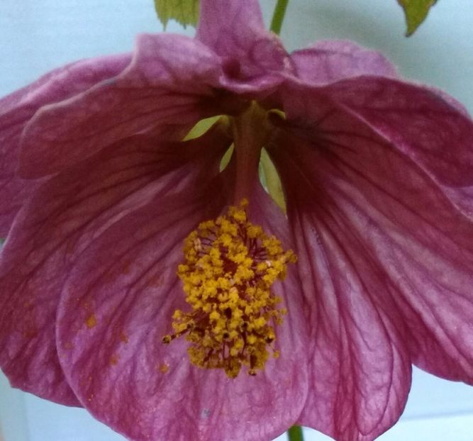  - colecția mea de abutiloni din seminte