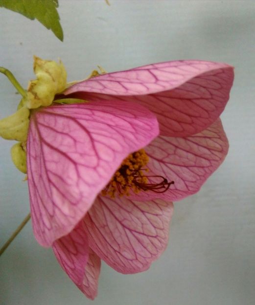  - colecția mea de abutiloni din seminte