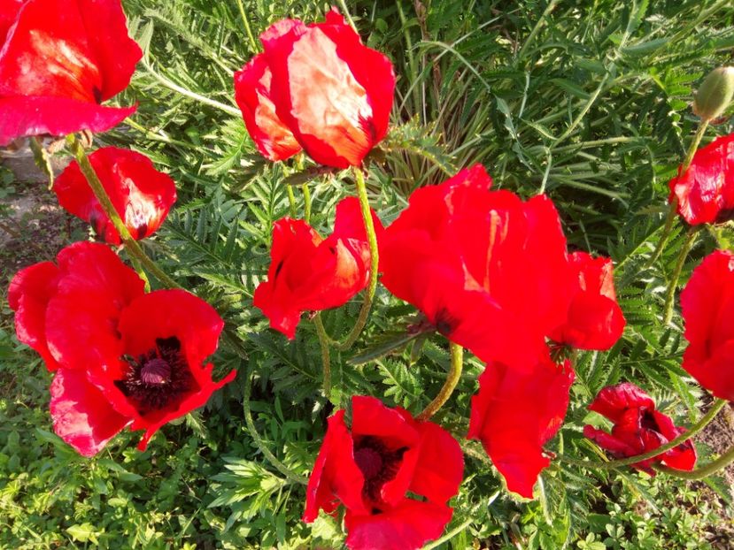 Maci uriași - A FLORI DIN GRADINA MEA