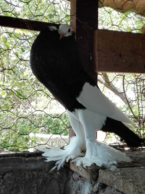  - Pomerani linie noua