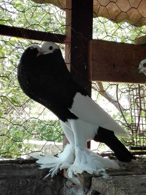  - Pomerani linie noua