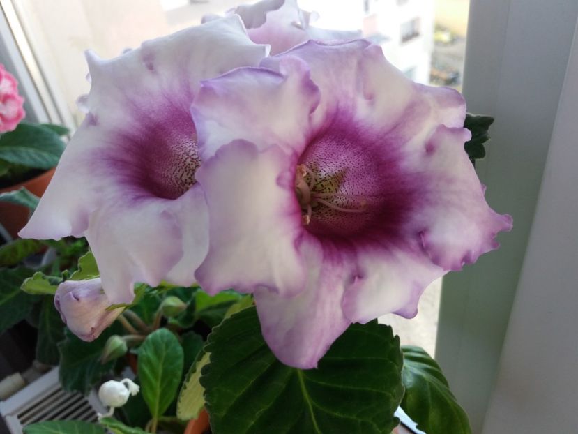 2 - Gloxinii 2017
