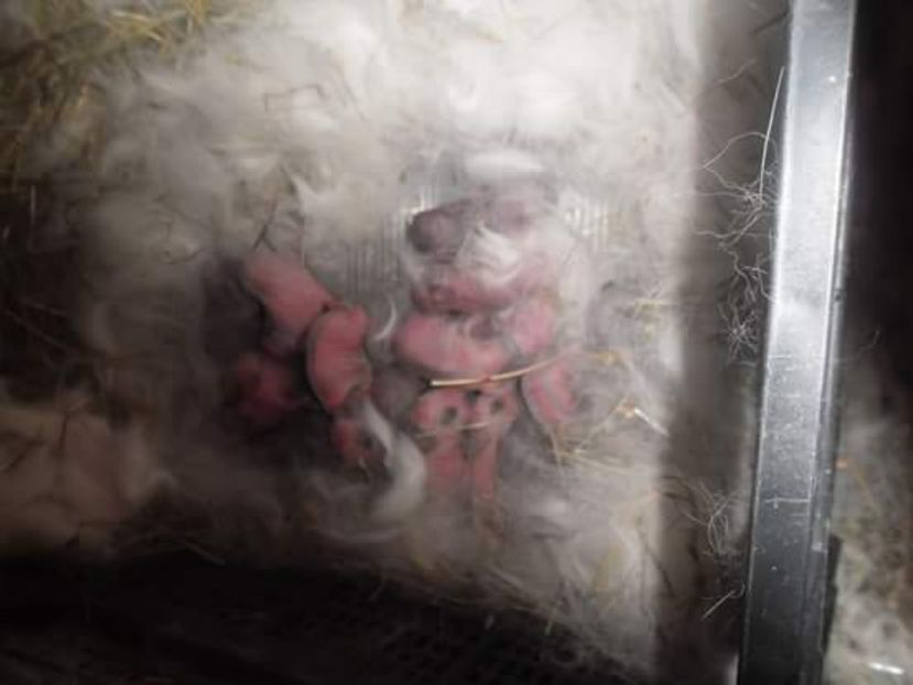  - Cui fluture 7545 -RO18 din 05 2017