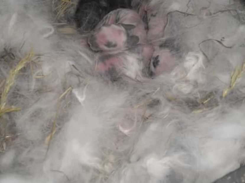  - Cui fluture 7545 -RO18 din 05 2017