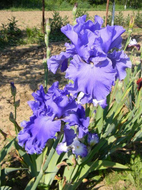 Yaquina blue - Irisi 2017