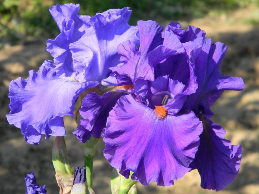 Yaquina blue Pal black - Irisi 2017