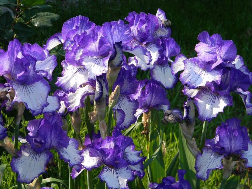 Art deco - xx Colectie irisi