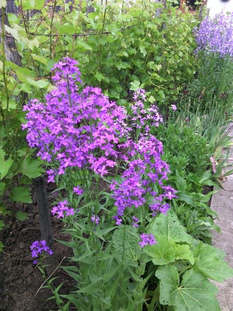  - 01-Flori din curtea mea 2017