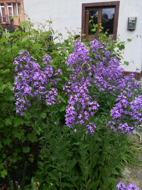 hesperis matronalis liliac nemtesc - 01-Flori din curtea mea 2017