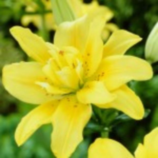 Fata Morgana - Achiziții 2017