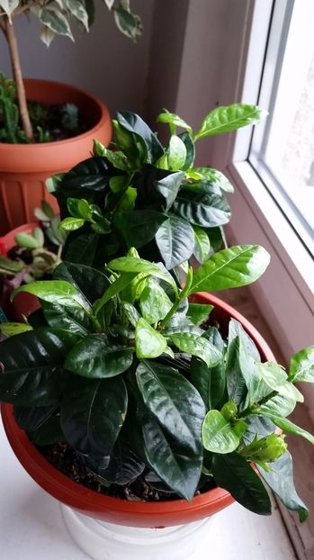 Gardenia mai  2017 - florii