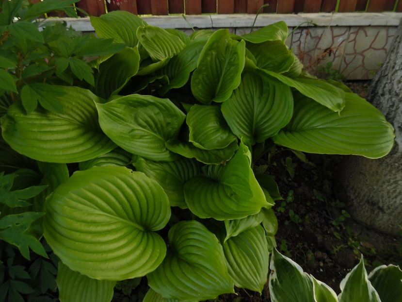 hosta plantaginea - 000 Mai in gradina