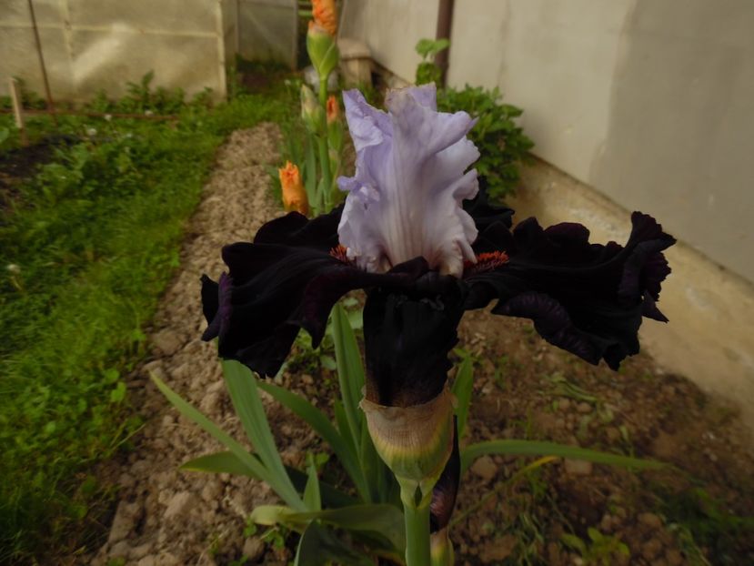  - 000 Mai in gradina