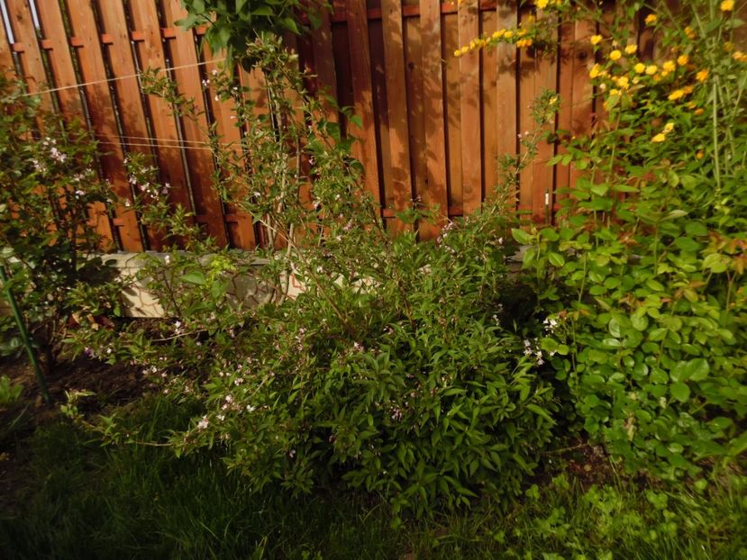 Deutzia Gracilis - 000 2017 Liane si arbusti