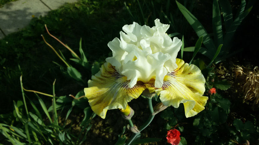 tmp_3033-20170519_085932-1088228701 - irisi 2017