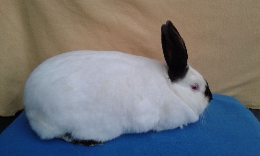 17.05.2017 - femela 5