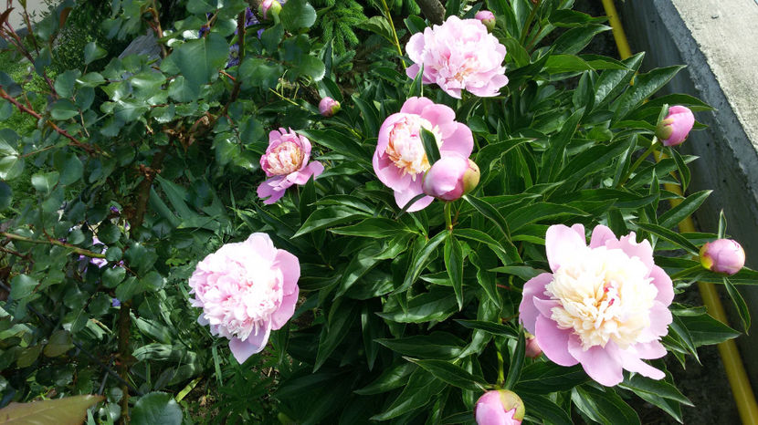 tmp_3033-20170519_085432-963077173 - bujori 2017