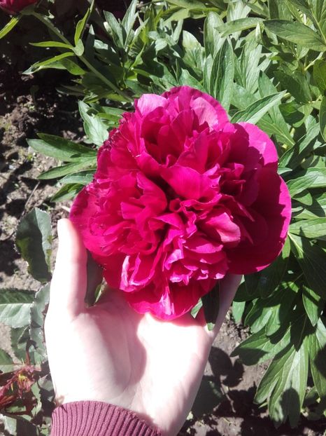  - ALTE FLORI