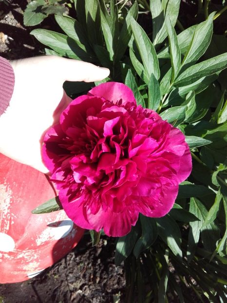  - ALTE FLORI