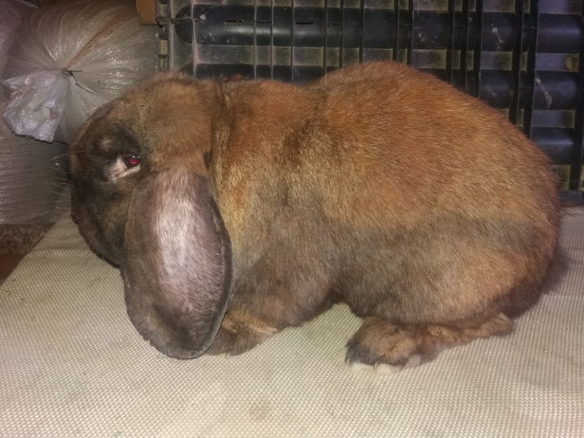 19.05.2017 - b_M_THURINGER_2-RO956503