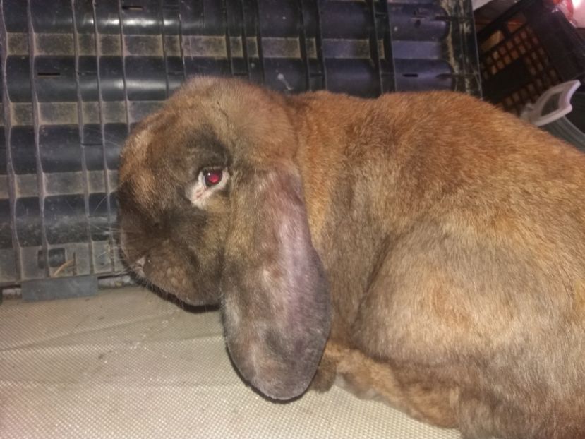 19.05.2017 - b_M_THURINGER_2-RO956503