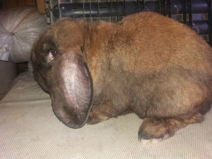 19.05.2017 - b_M_THURINGER_2-RO956503