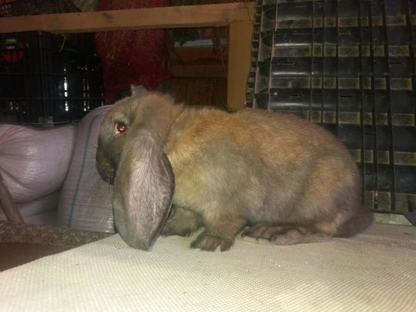 19.05.2017 - b_M_THURINGER_3