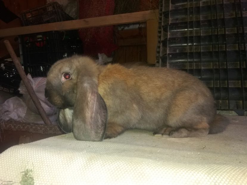 19.05.2017 - b_M_THURINGER_3