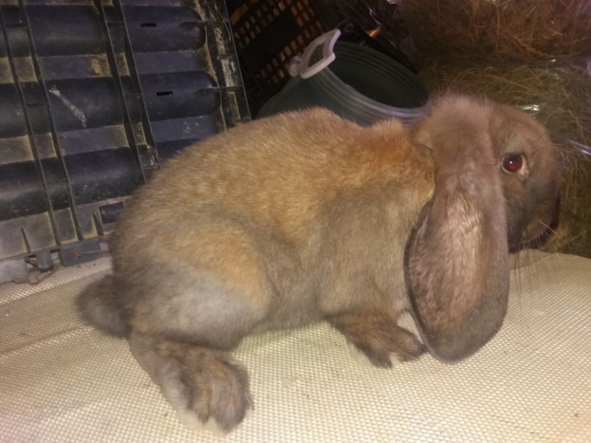 19.05.2017 - b_M_THURINGER_3