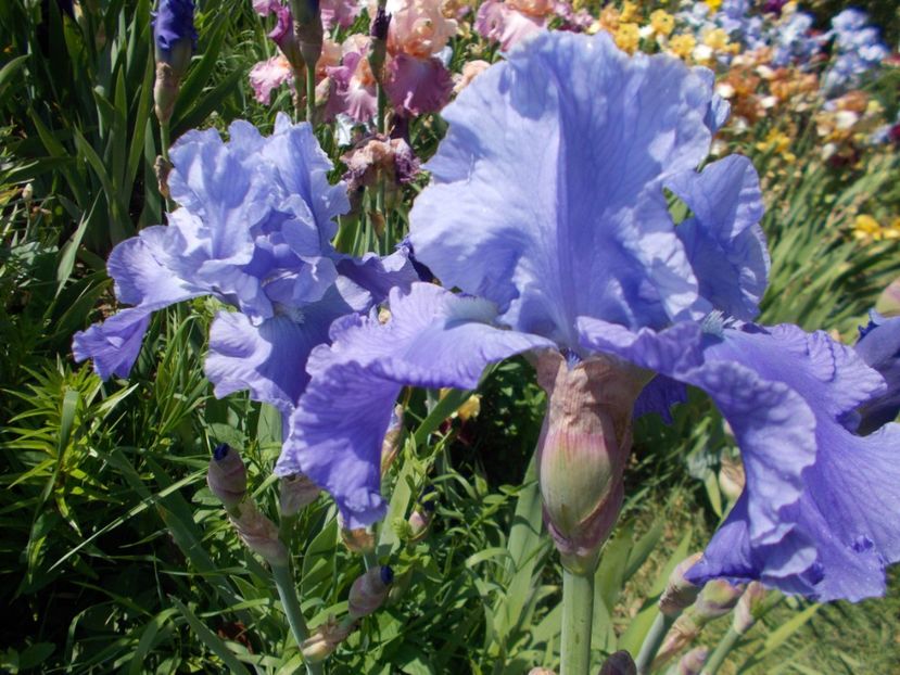  - Irisi-2017 Barbata Elatior si Intermedia