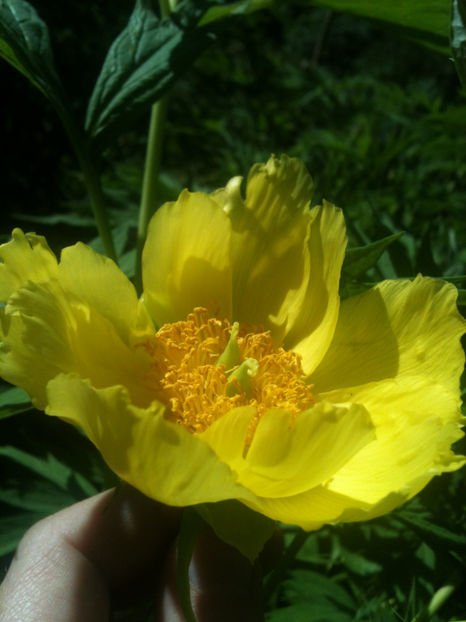 Paeonia lutea var. ludlowii - Bujori arbustivi
