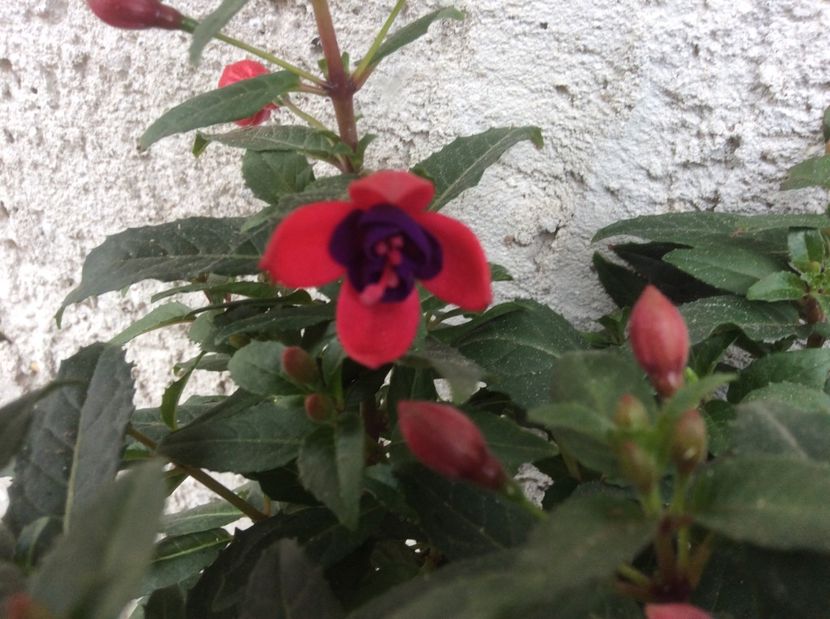  - diverse plante de camera