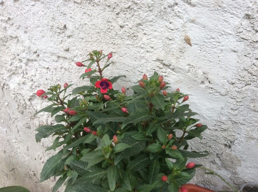  - diverse plante de camera