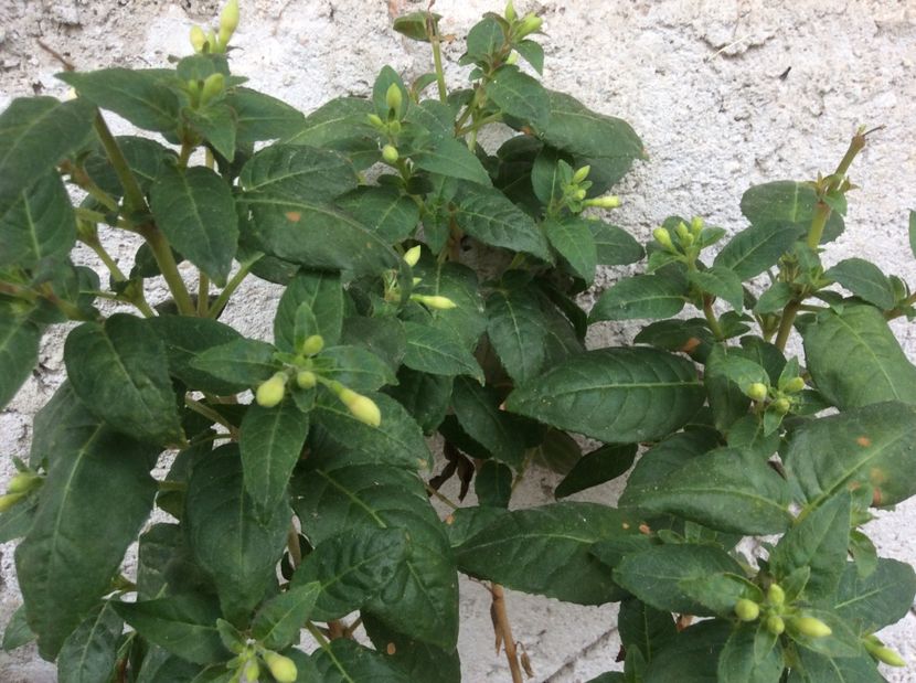  - diverse plante de camera