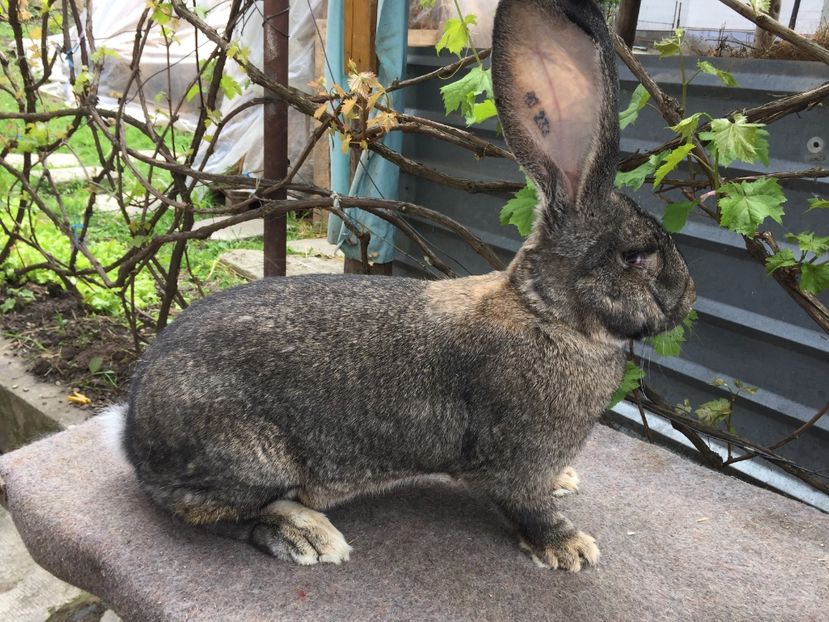 8,2KG - Campion Național Caransebeș 2016 0-1 97P