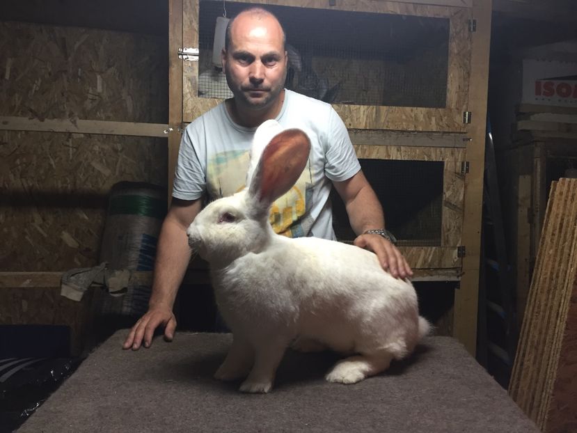 RO 350 5616 - MASCULI UGA 2017