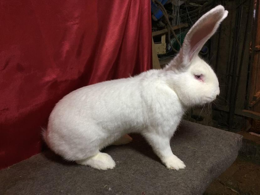 1 AN 8KG - ALBUL MEU PREFERAT