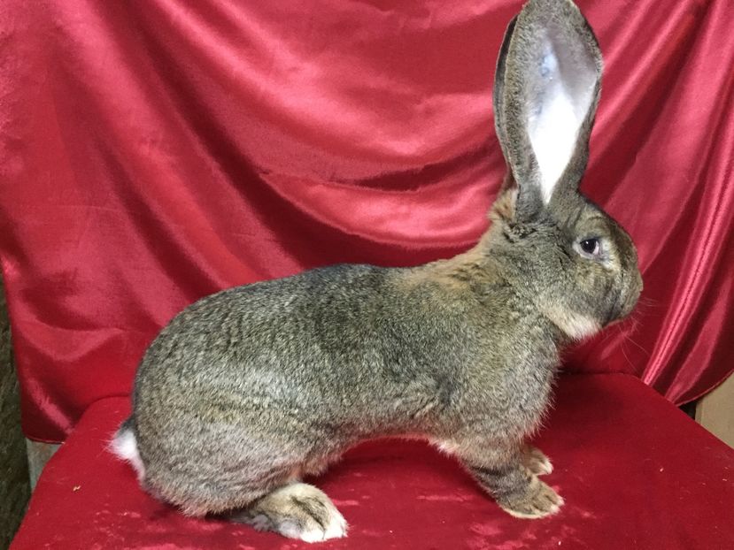 RO 167 3639(M2) - MASCULI UGG 2017