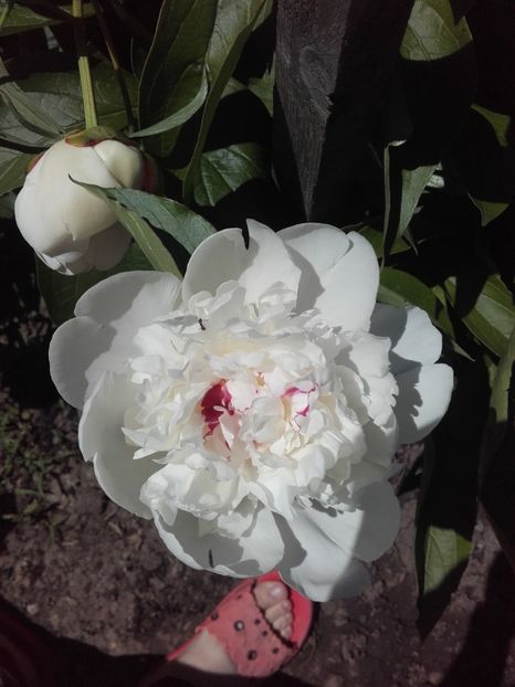  - ALTE FLORI