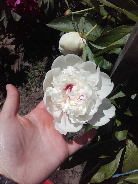  - ALTE FLORI