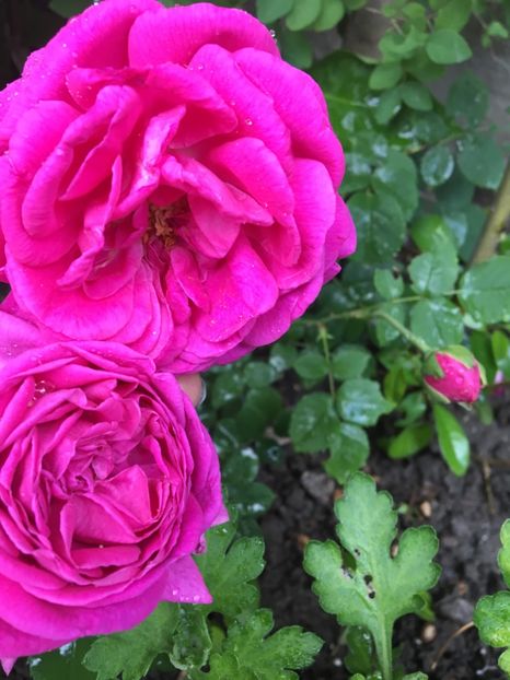 Sachsengruss - Trandafiri 2017